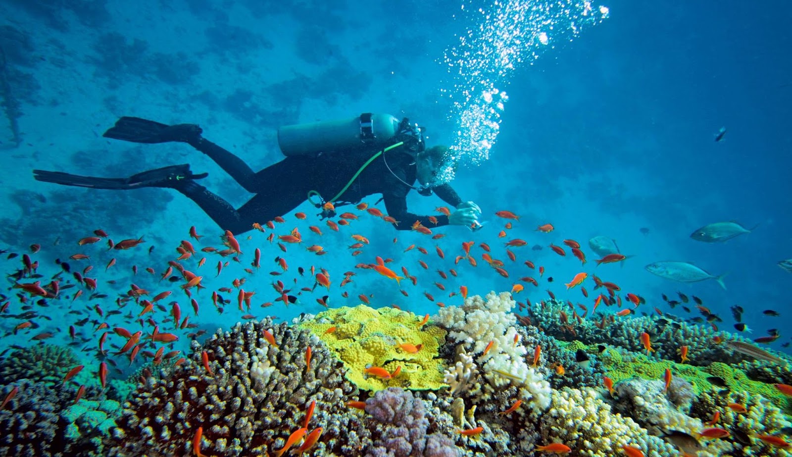 Image result for pulau derawan kalimantan timur