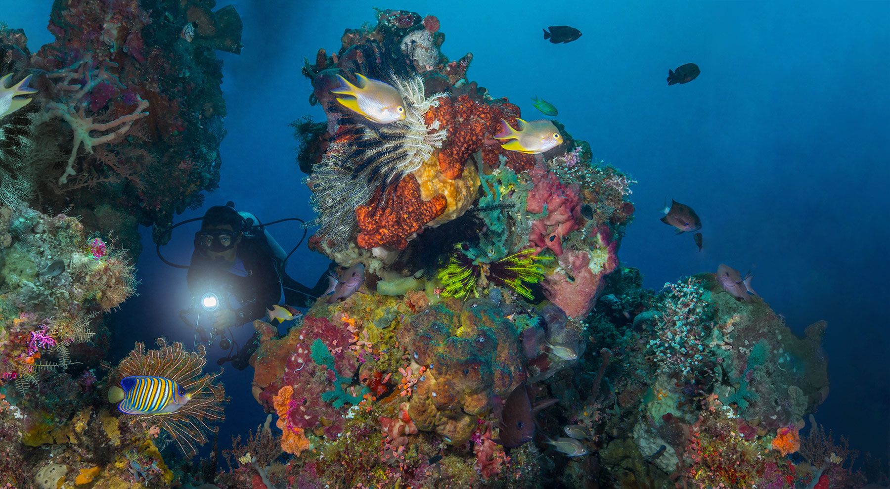 Jadi Google Doodle, Inilah 5 Fakta Unik tentang Taman Nasional Bunaken
