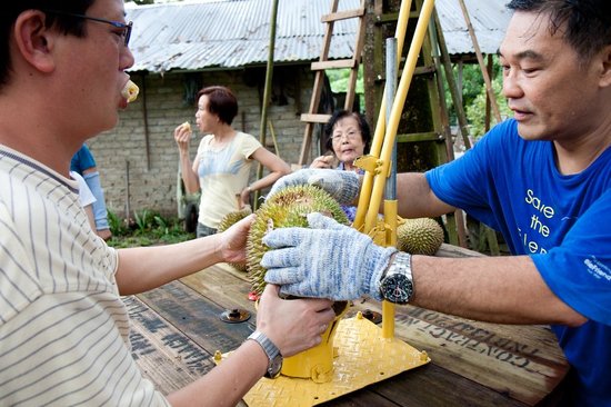 Hasil gambar untuk Jimmy's Durian Orchard
