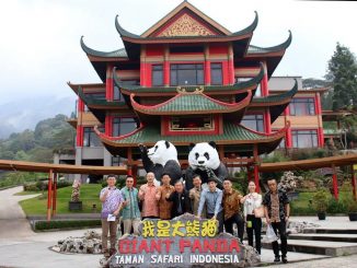 Melihat Imutnya Panda Besar Di Istana Panda Bogor