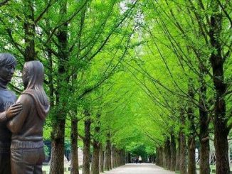 Nikmati Keindahan Pulau Ala-Ala Drama Korea Di Nami Island