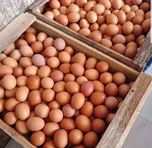 Pernahkah Kalian Berpikir Akan Fungsi Dan Manfaat Dari Kulit Telur?